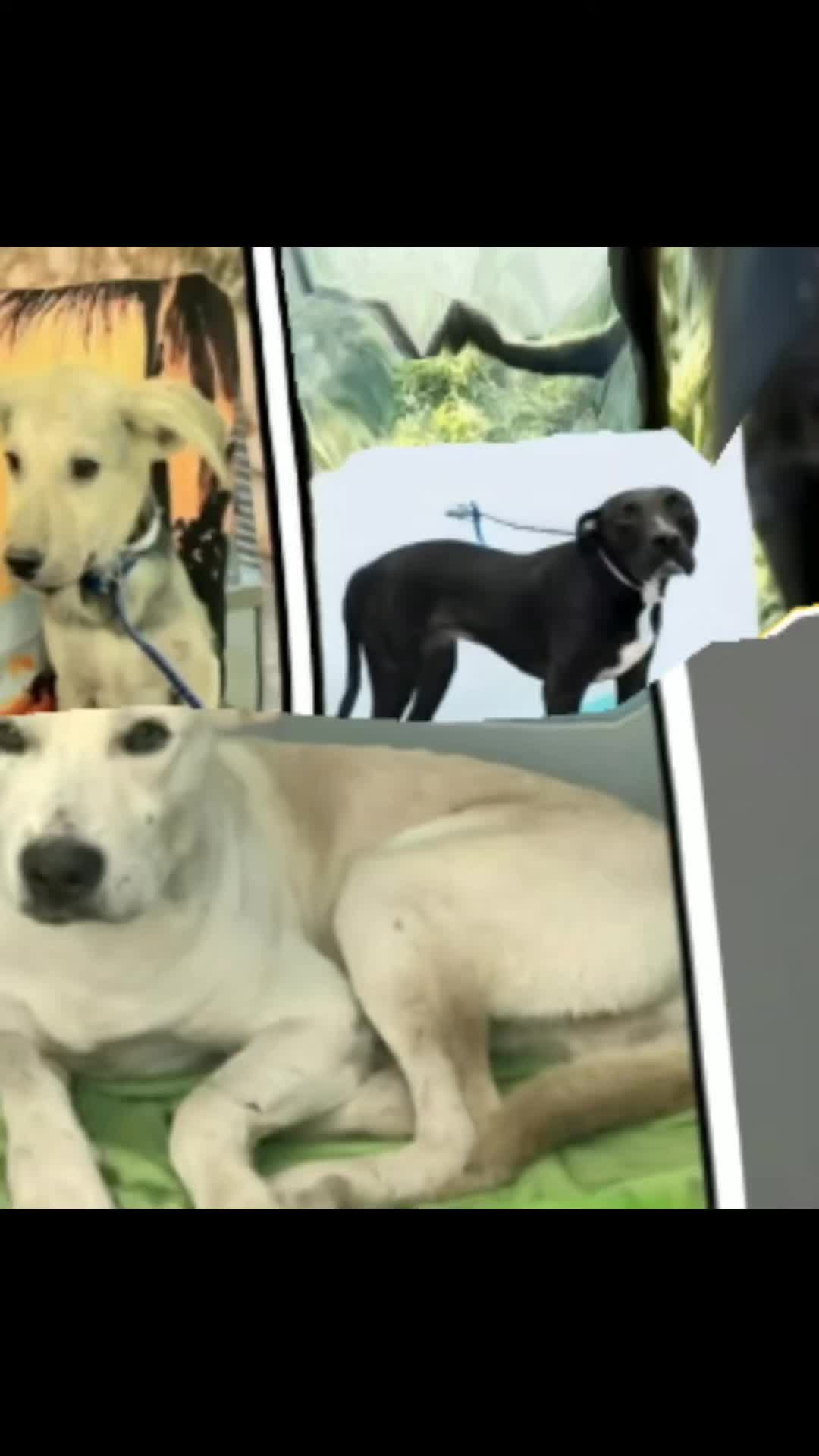 @Save Dog Souls