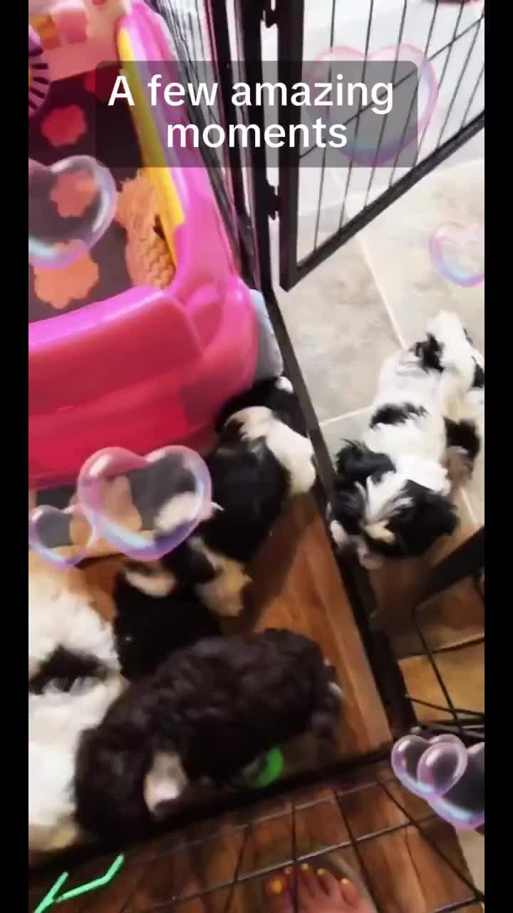 @Barb's Precious Pups
