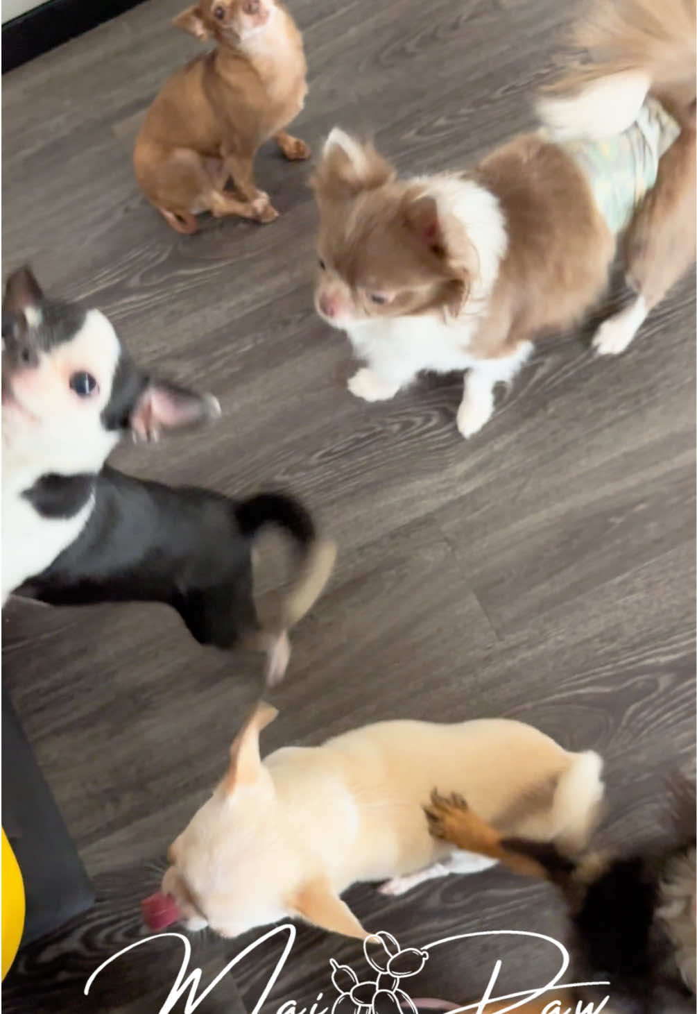 @MaiPaw