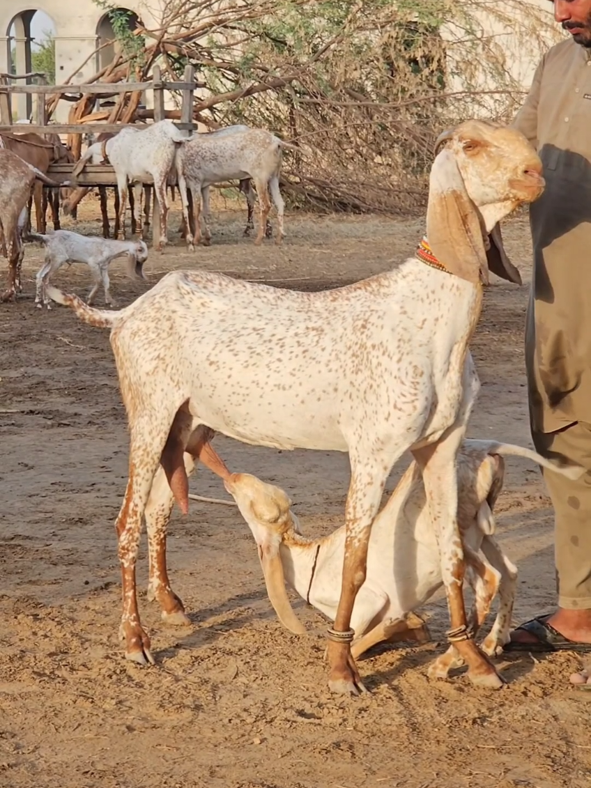 @《SIDHU}{GOAT}{FARM》