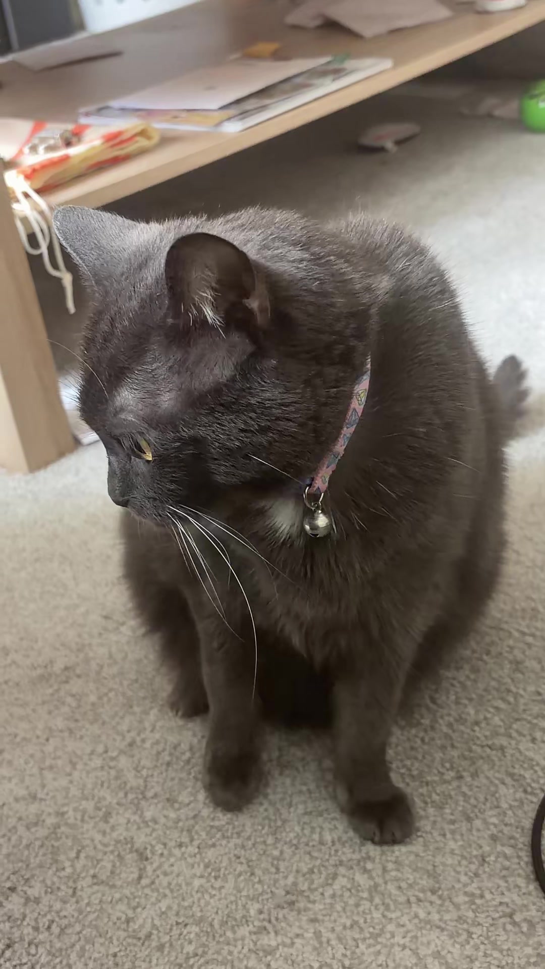 @zeldathecutecat