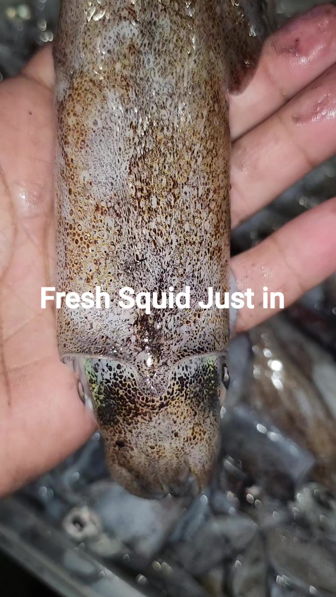 @FirstCallBait&Tackle🎣