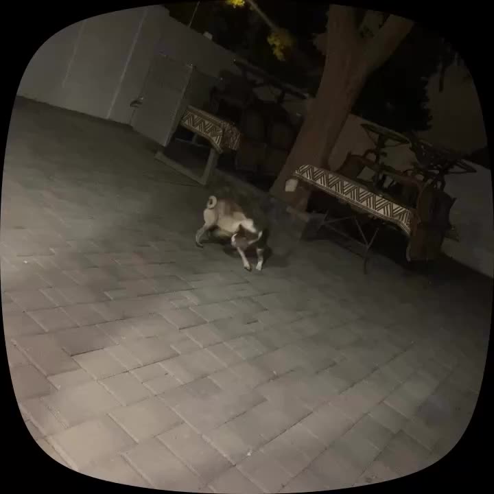 @Puggo ❤️