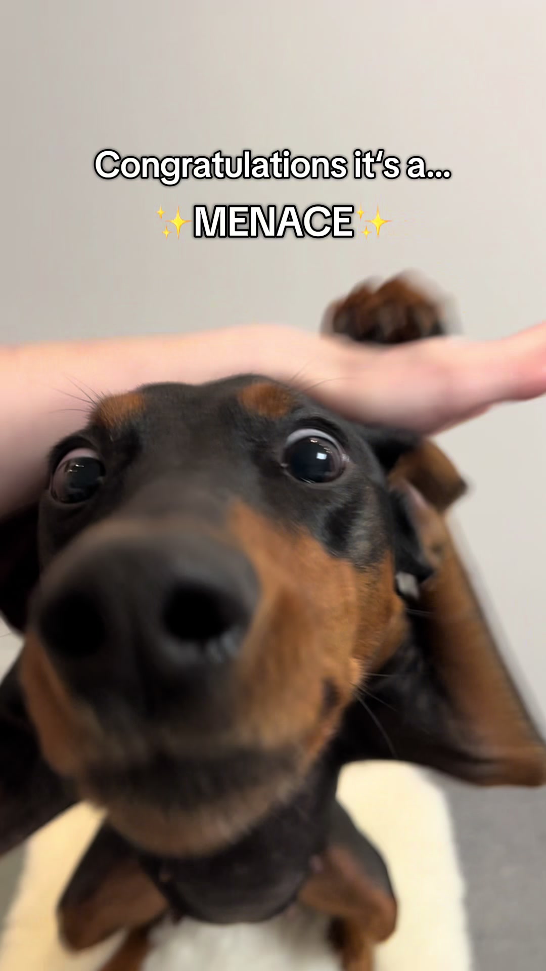 @AlvaTheHotDog