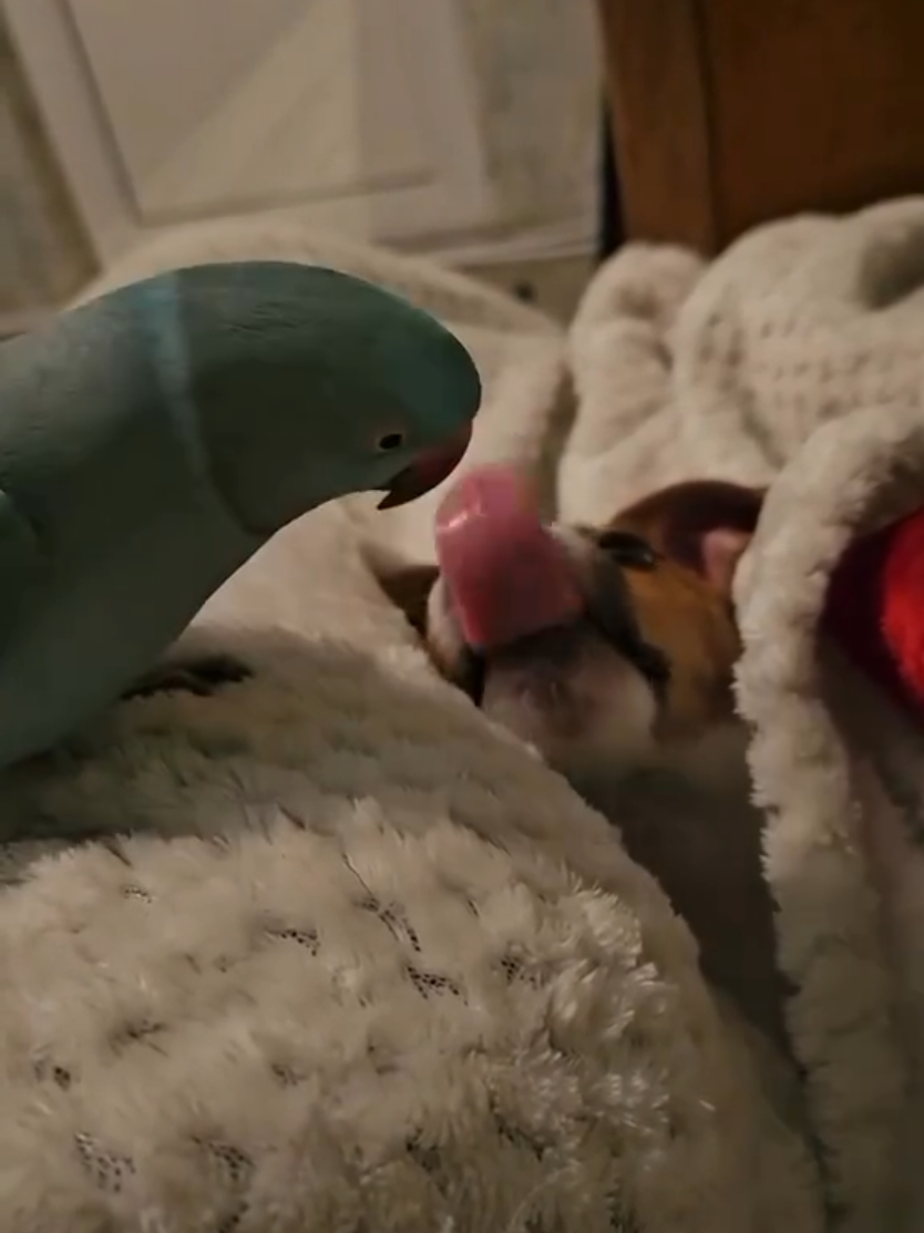 @🤣Vidéos Drôles.Zzz
