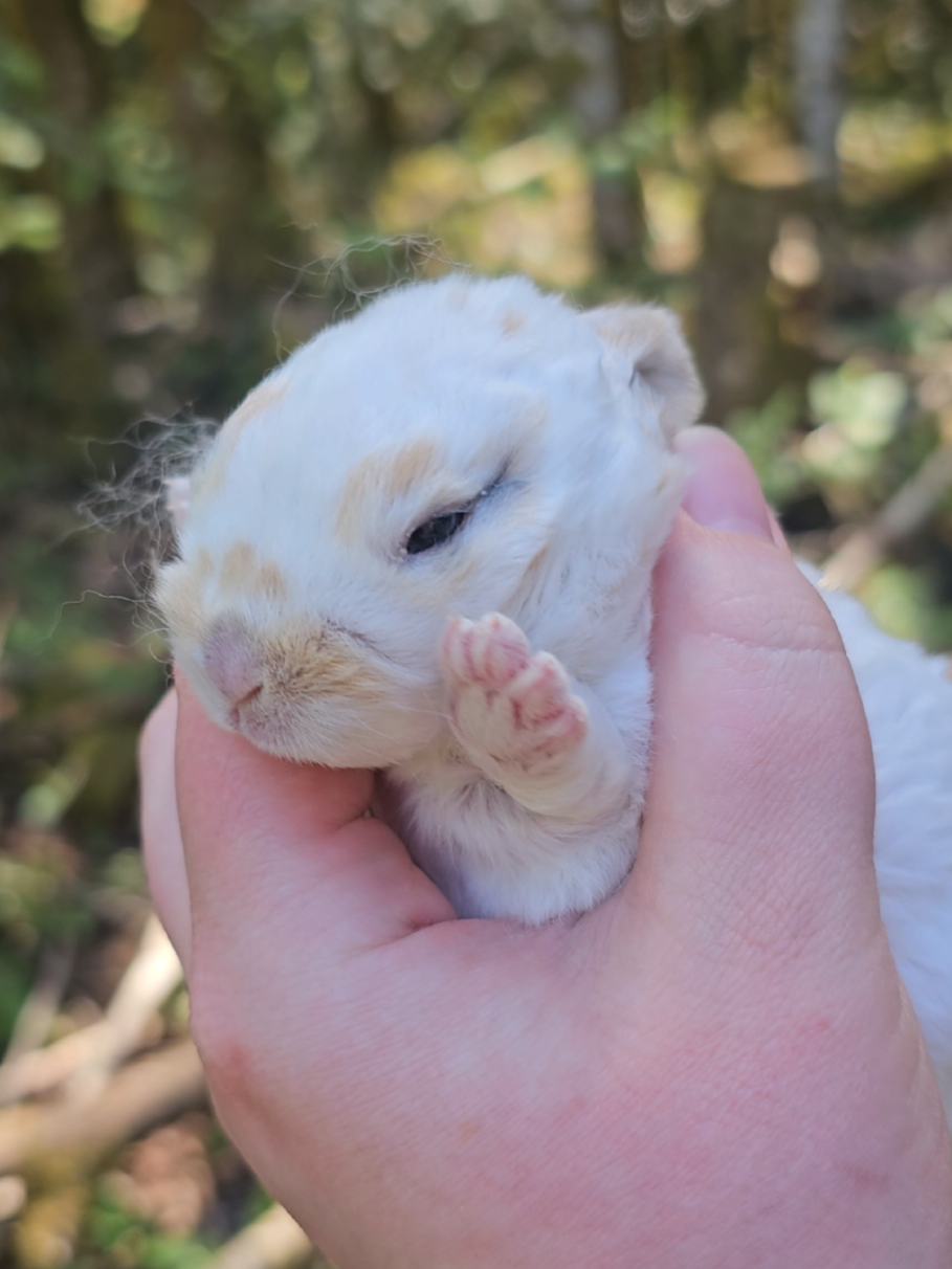 @Darling Rabbitry