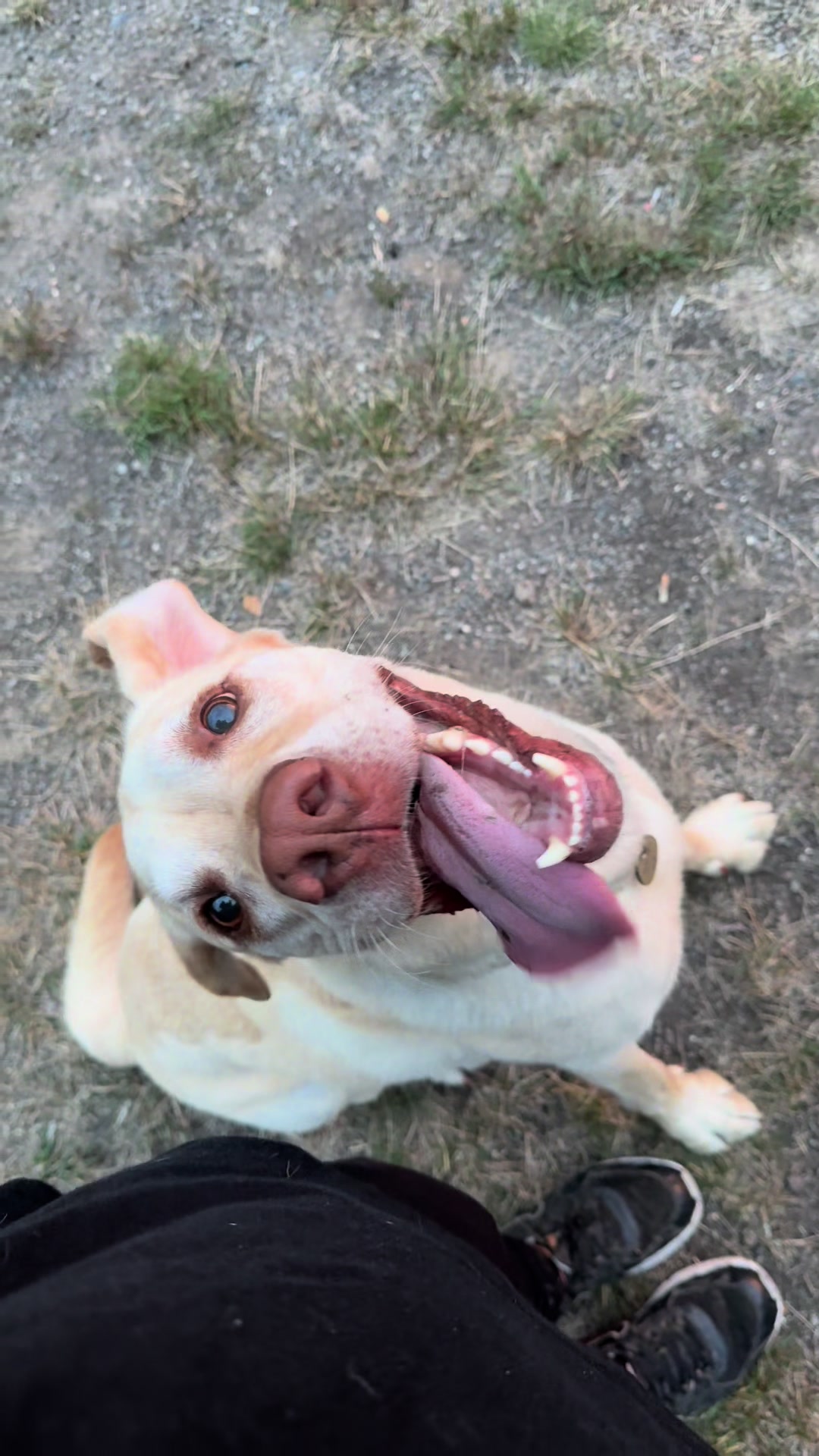 @harzerhunde
