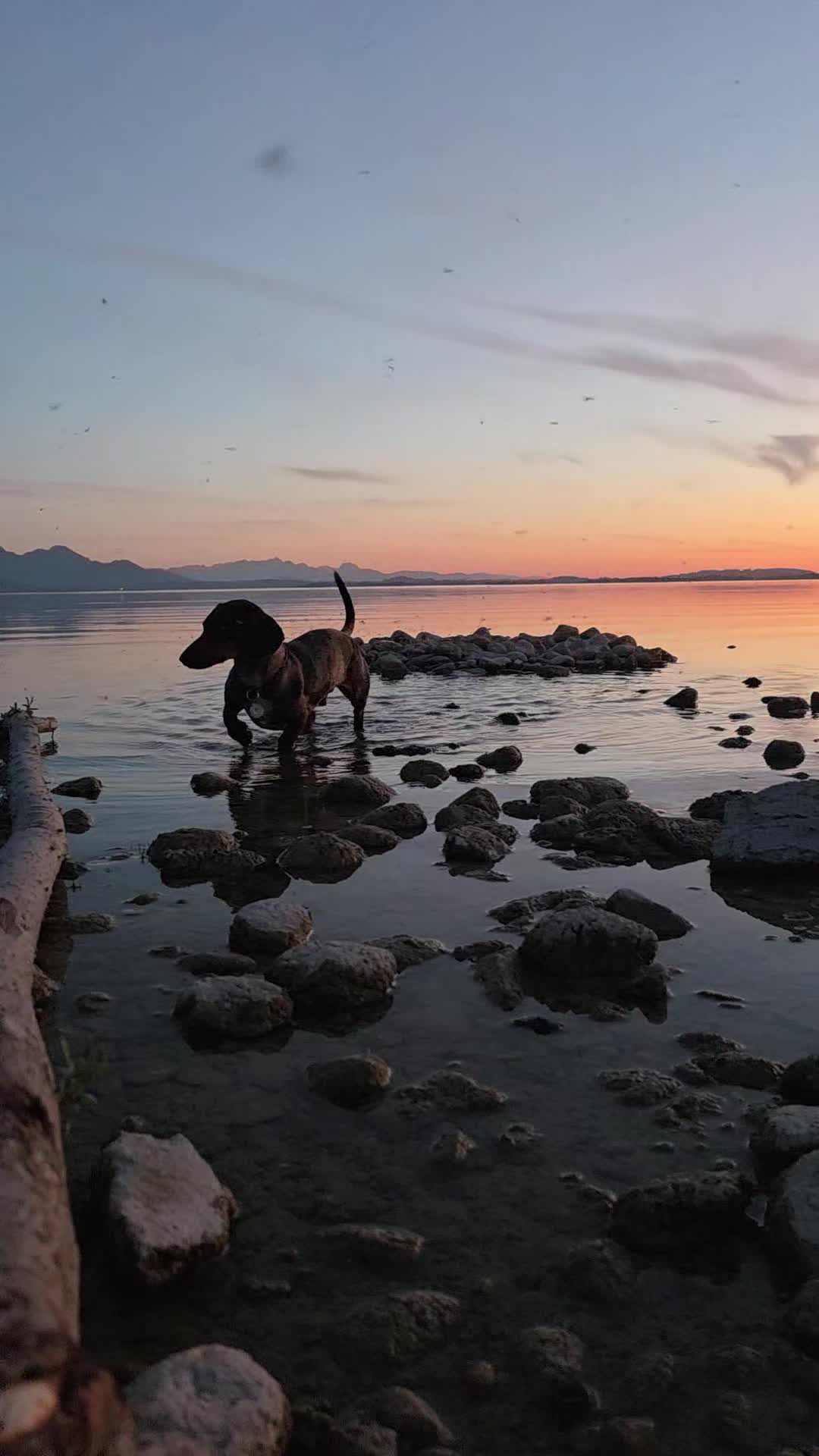 @Doggenkuh_Luna