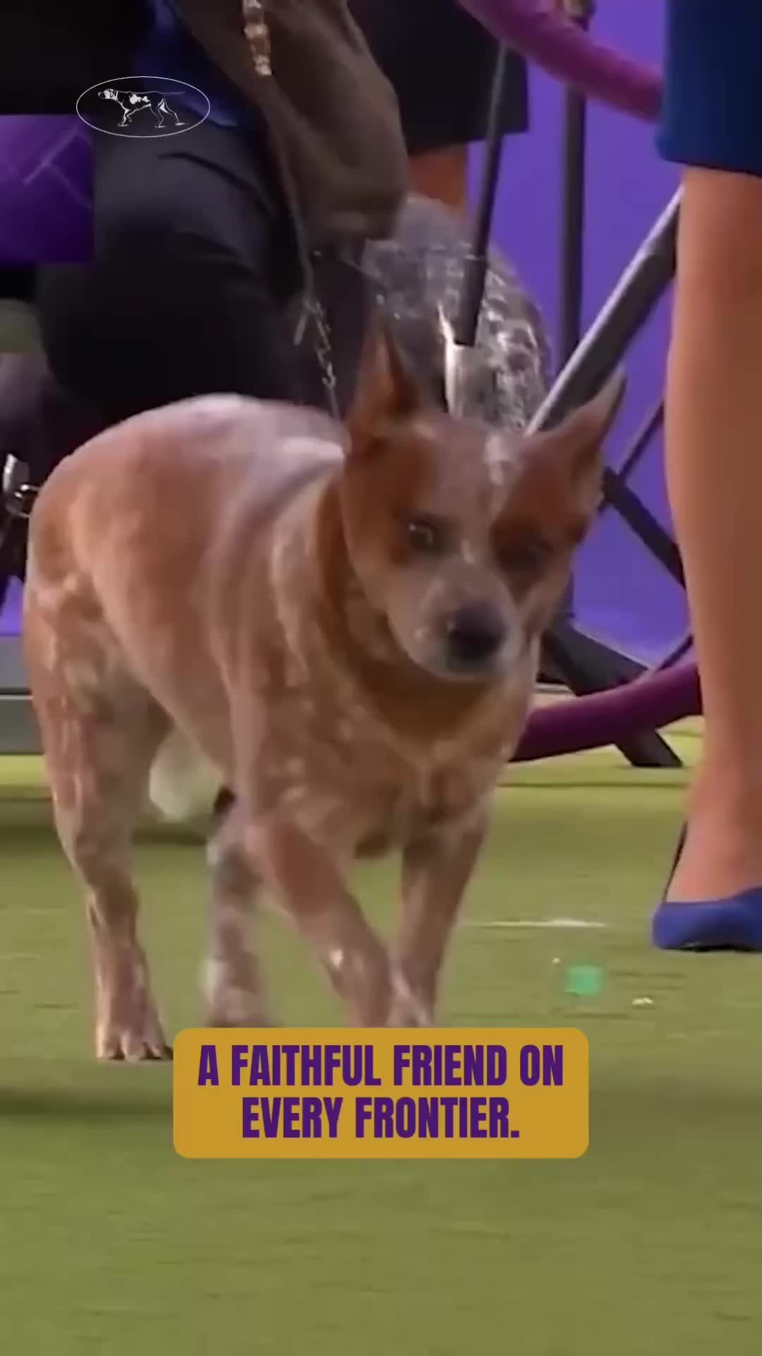 @Westminster Kennel Club