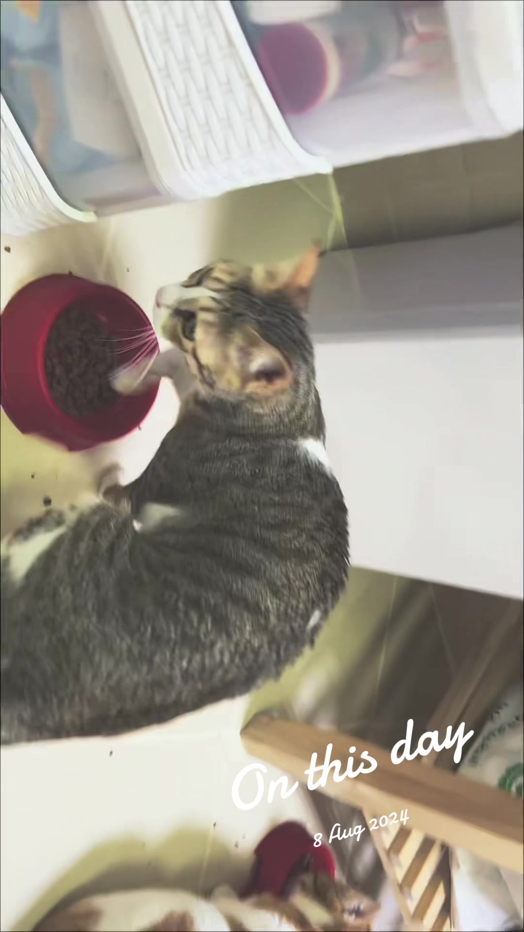 @Father5cats