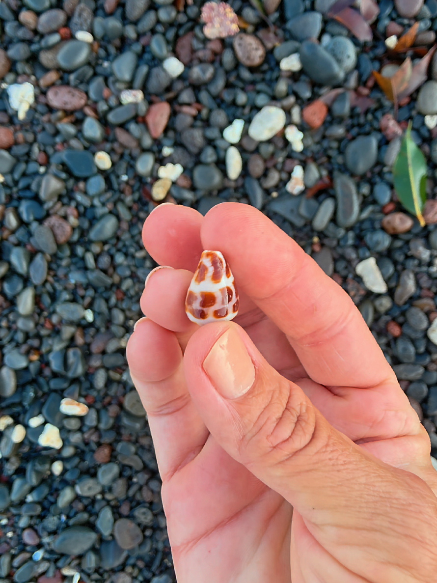 @Noe 🐚 Shells