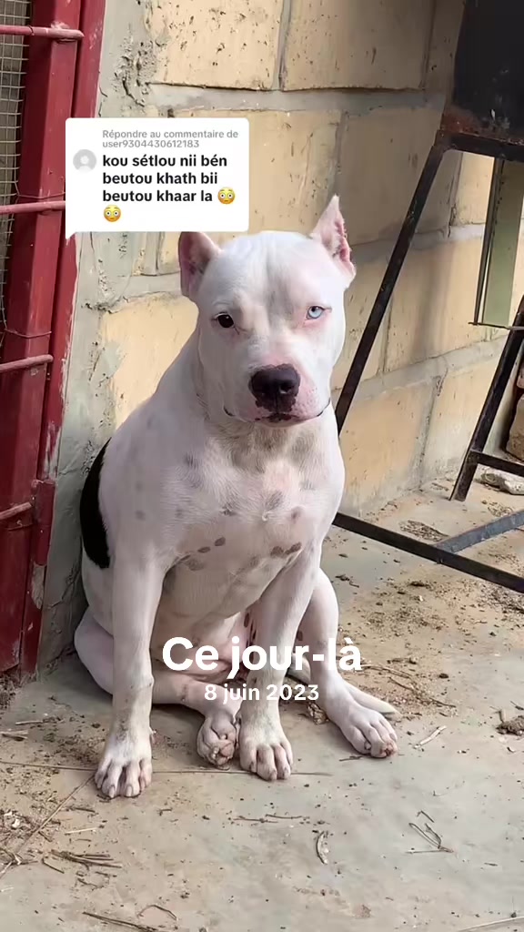 @Momoparleauxchiens🇸🇳🇩🇪