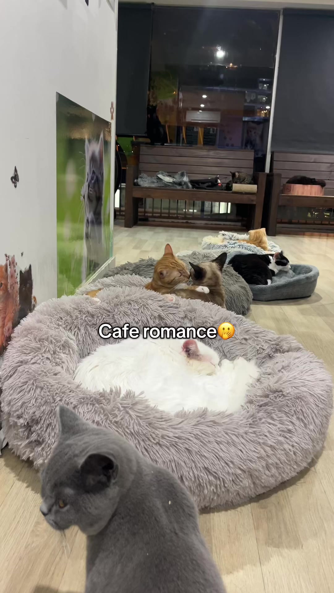 @crazycatcafe