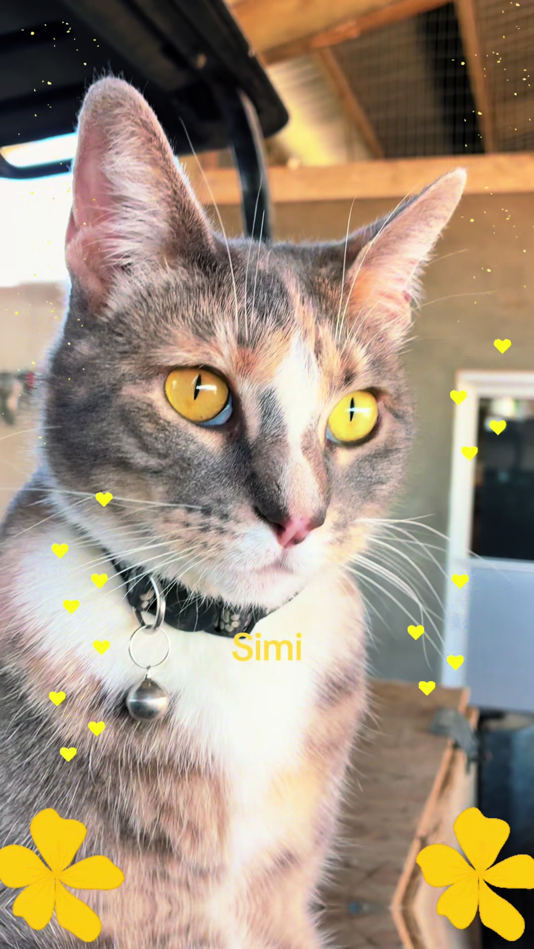@Amri Gatitos