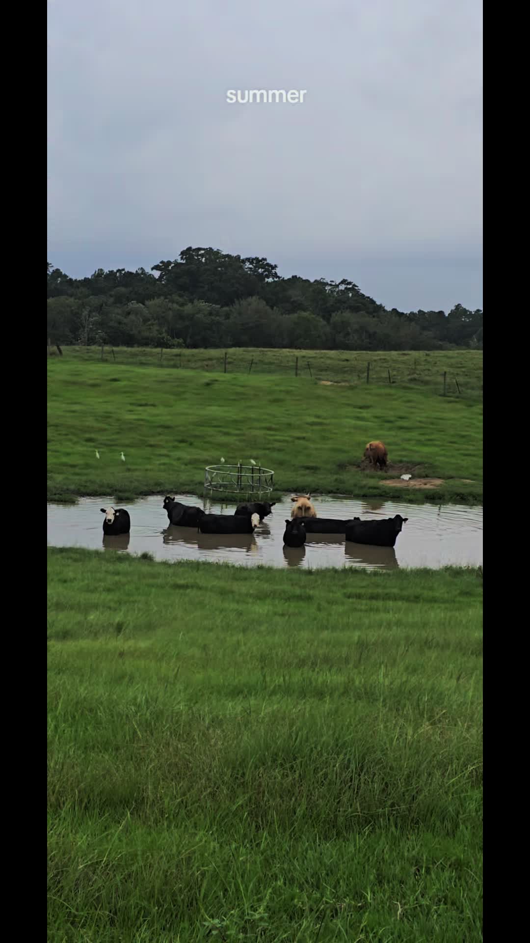 @M.I. CATTLE CO.