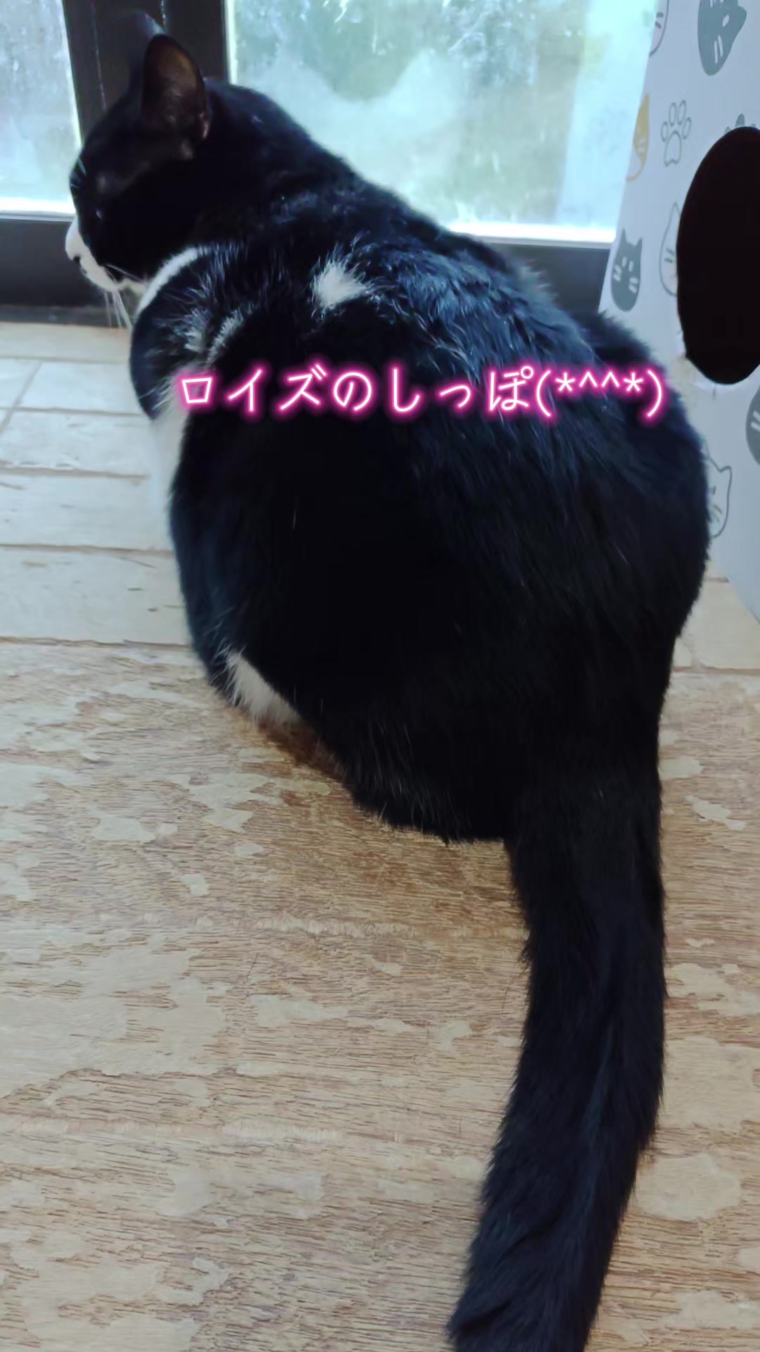 @ANIMAL♡M