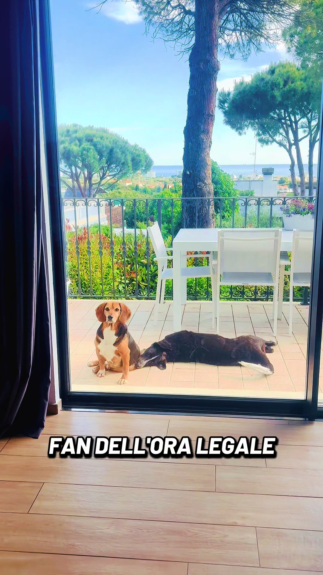 @Cippy & Romeo-a🤣