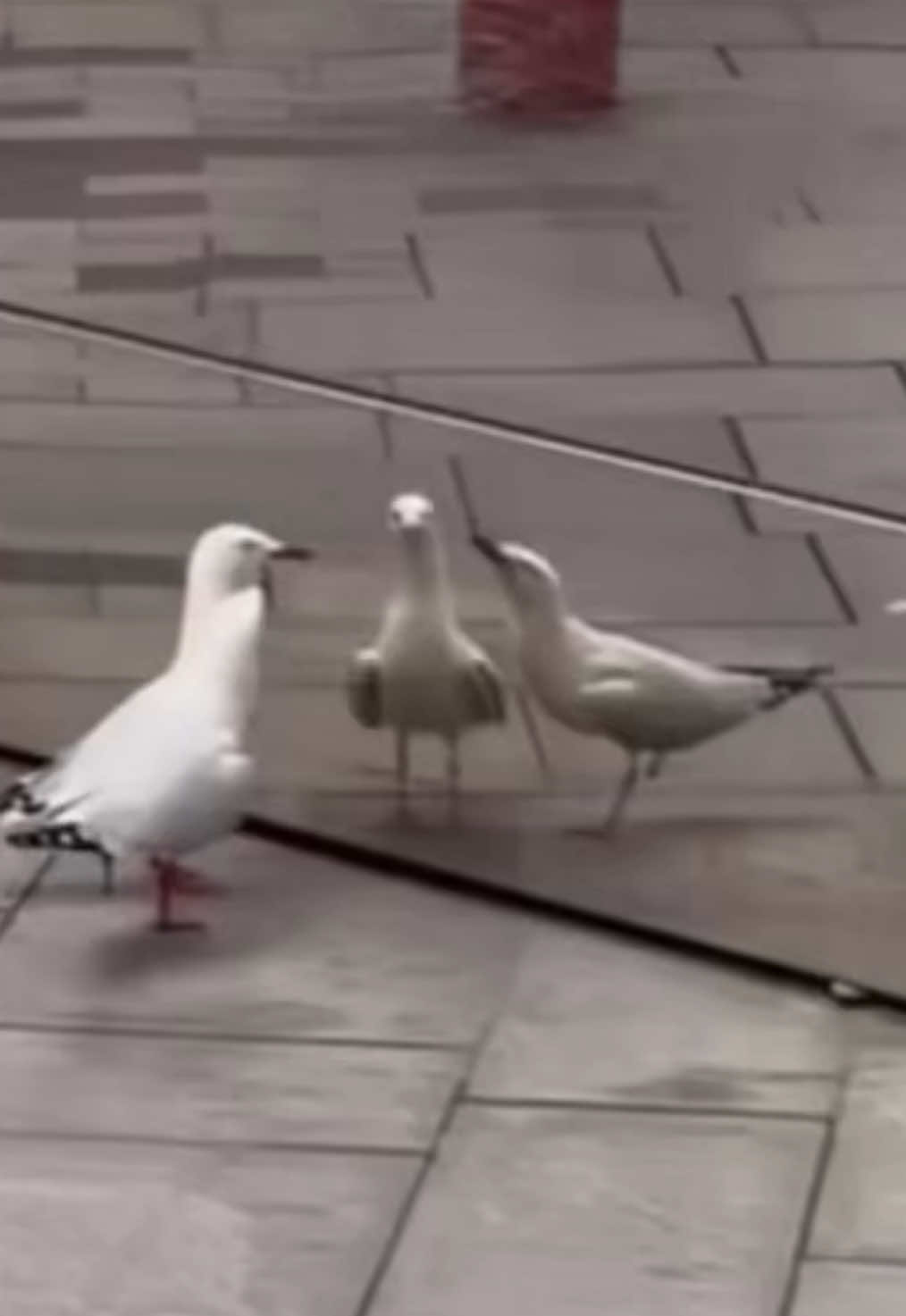 @やけっぱちcomedy改🥑【 TikTok】