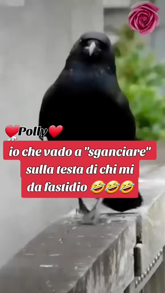 @&hearts;️ POLLY &hearts;️