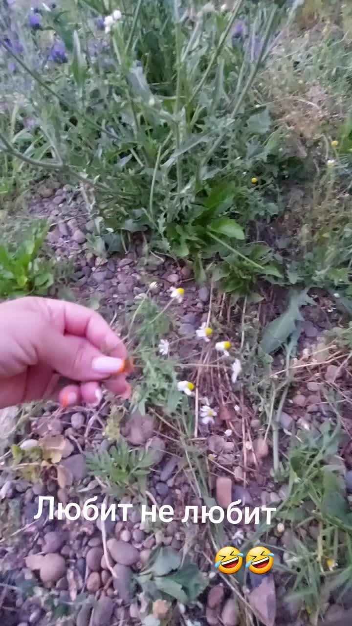 @хазал