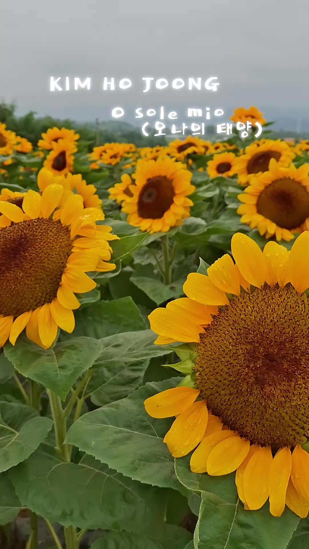 @찔레꽃