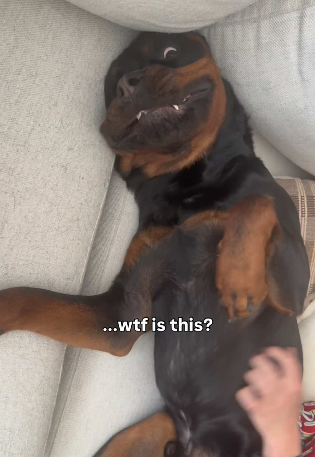 @Rex the Rottweiler