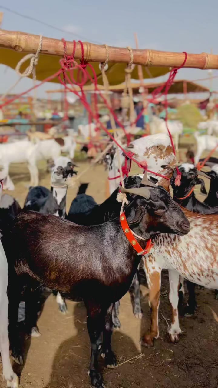 @✨.زاهد سولنگي واپاري. 🐐