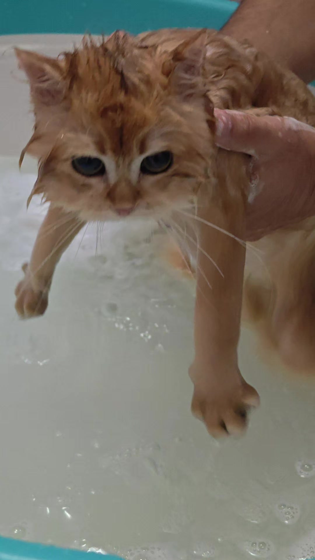 @سێ پشیلەکە🐾