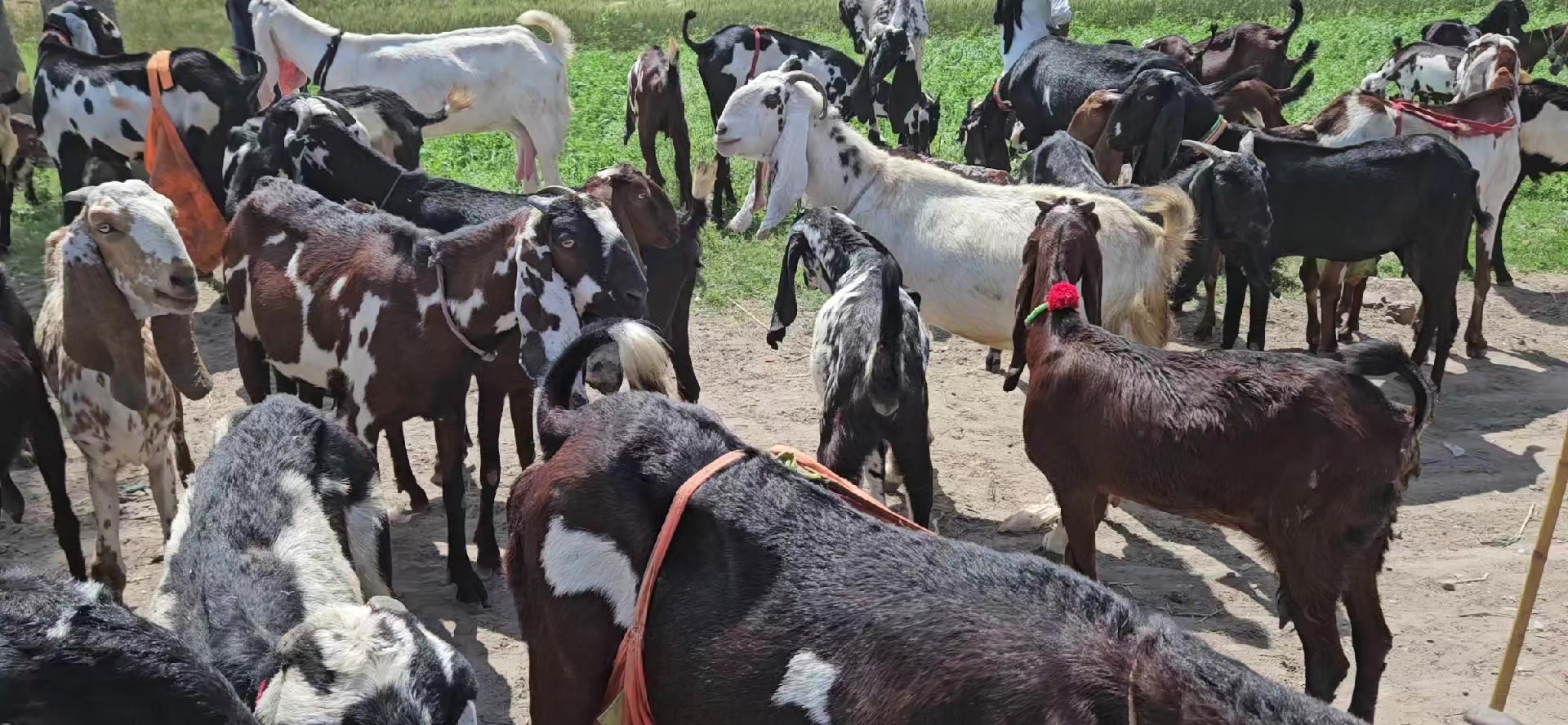 @KHUNDA FARMS
