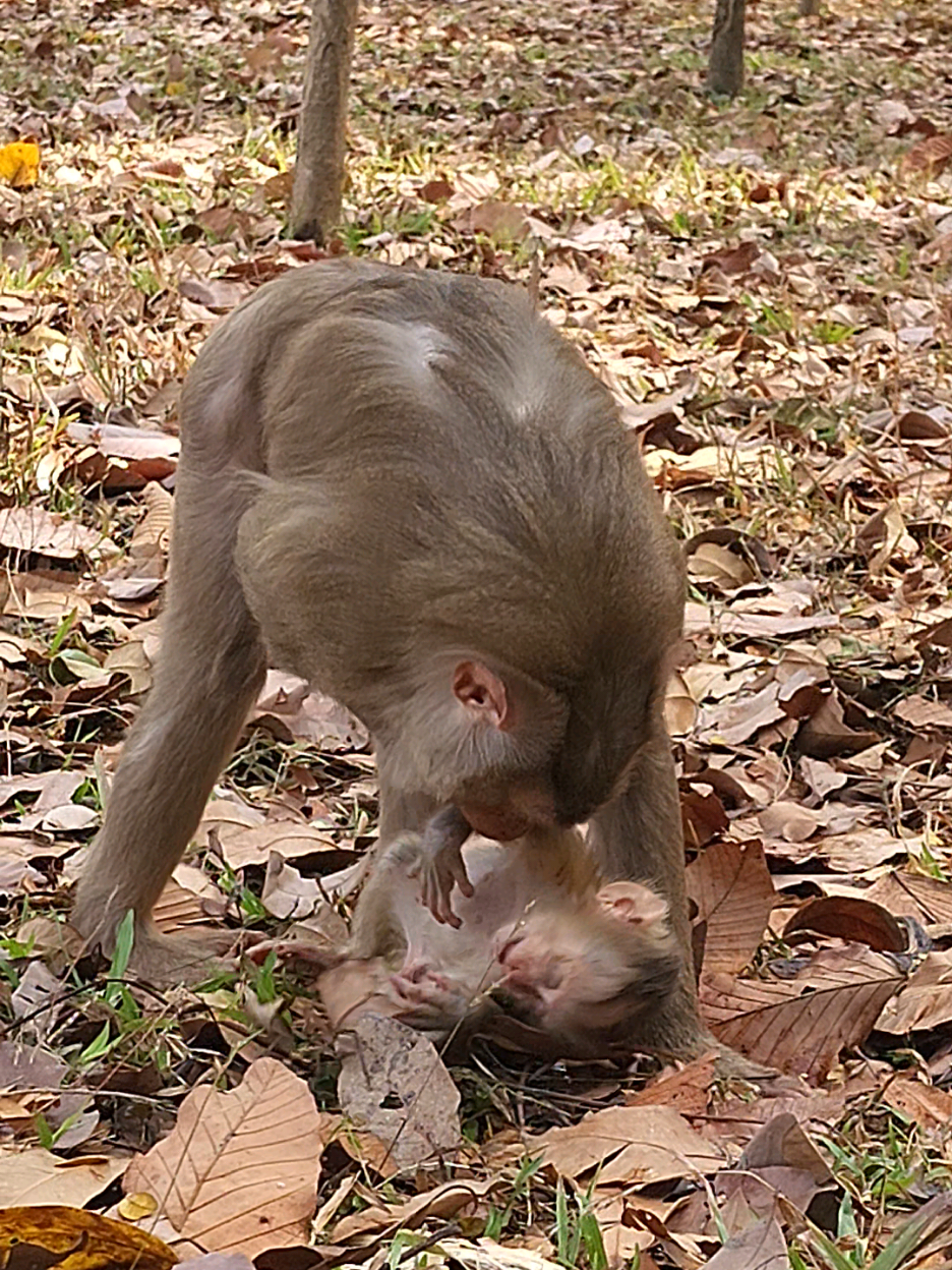 @Monkey Cambodia