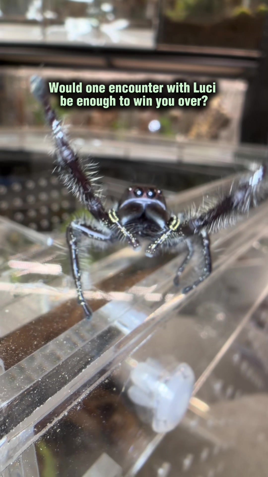 @Spider Conservatory