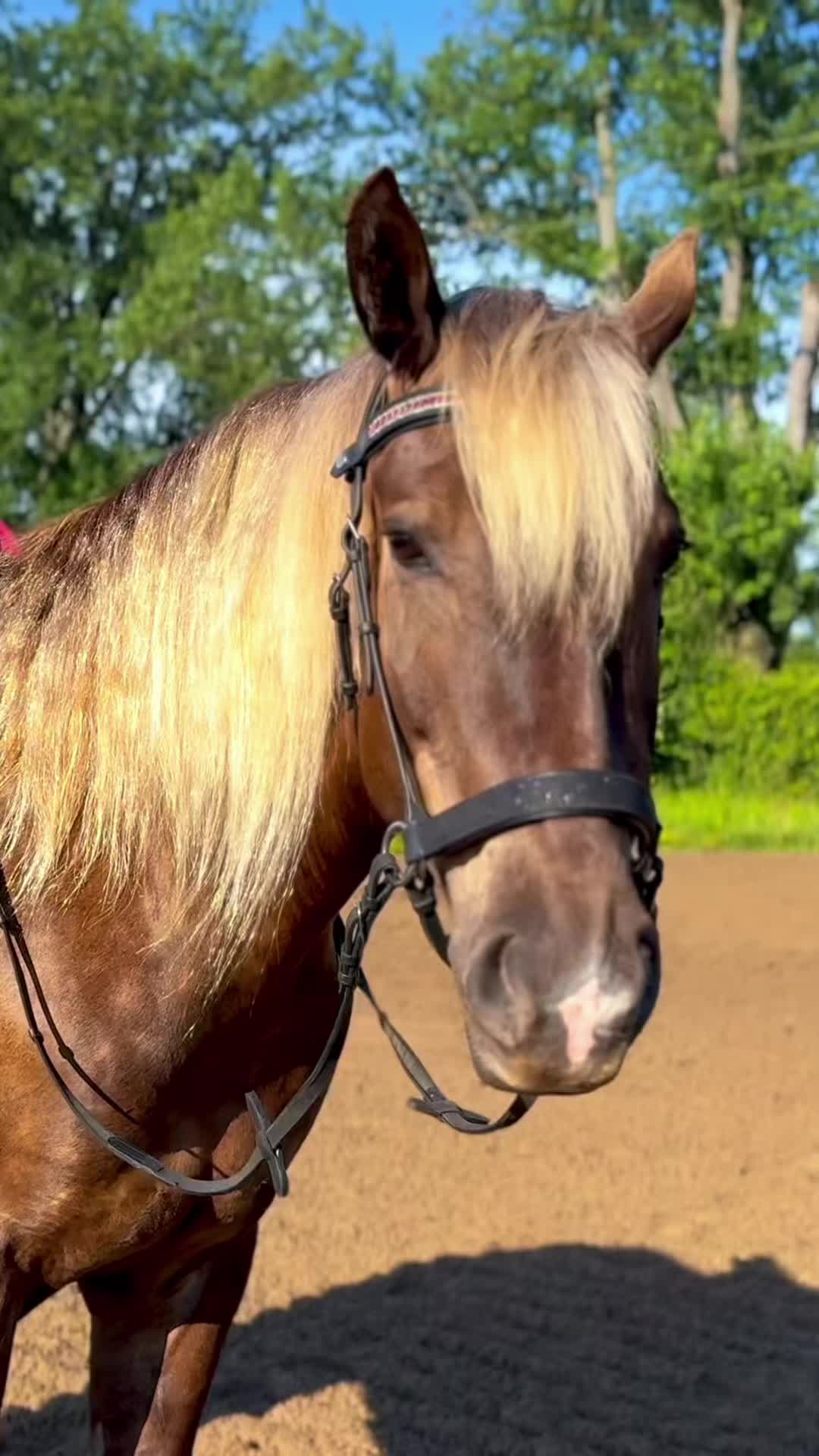 @Free Spirit Equestrian