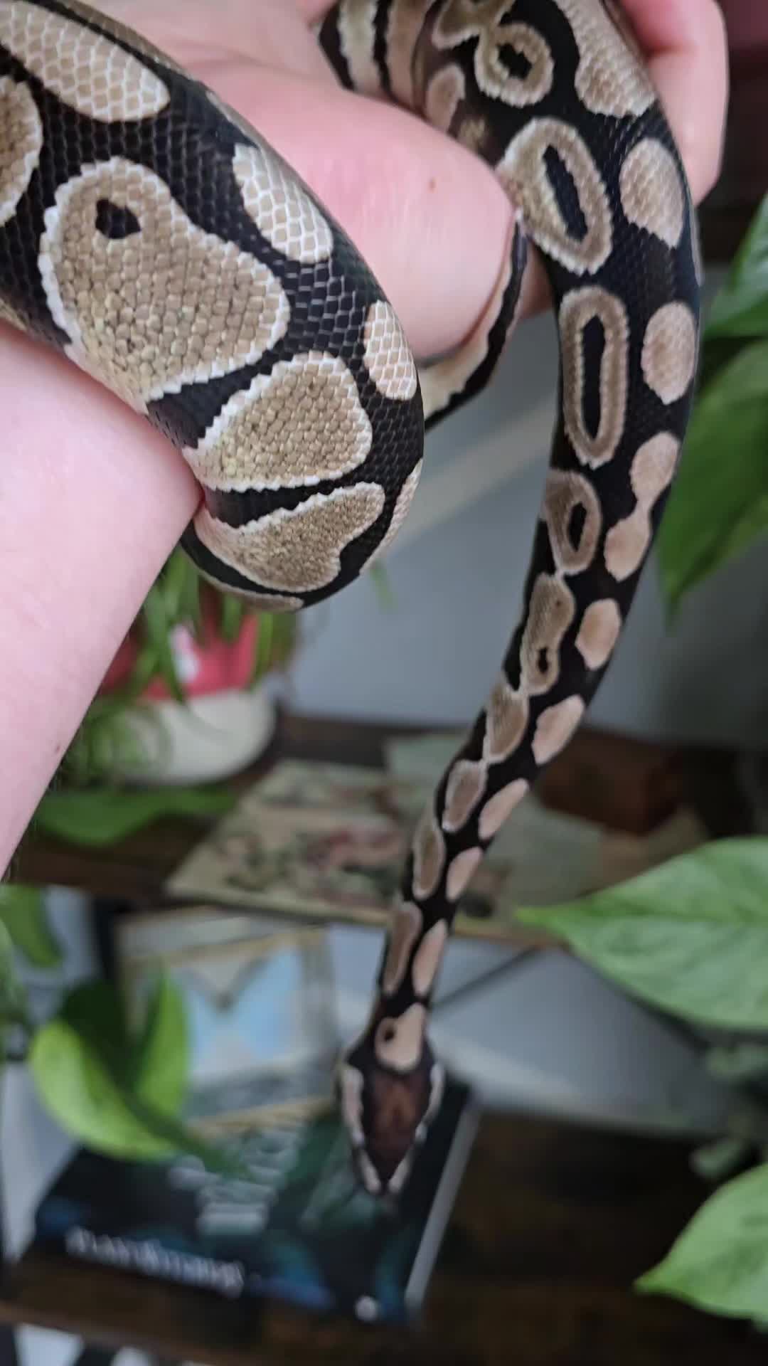 @MoonlitMorphs