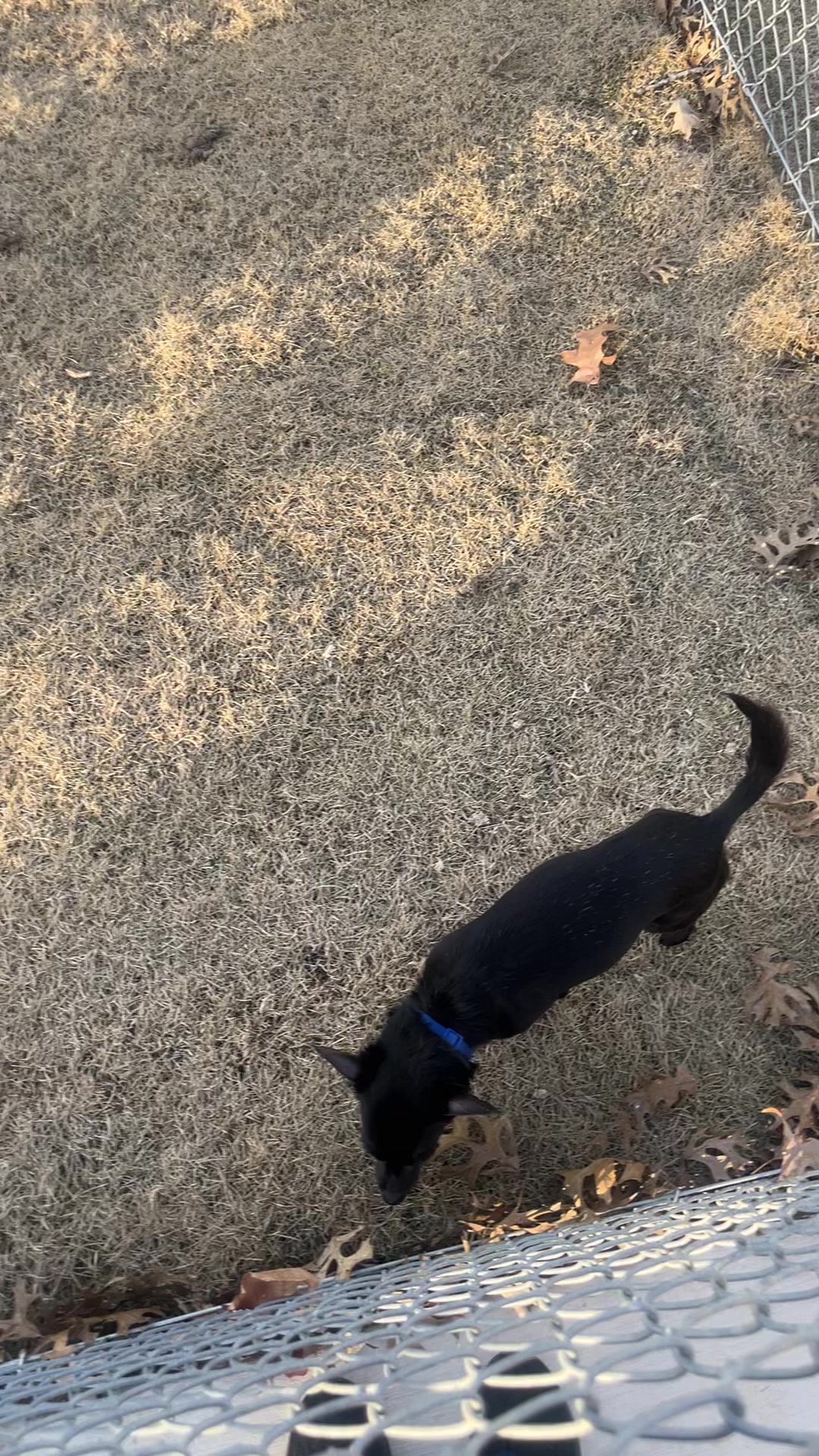 @Blackjack_Chihuahua