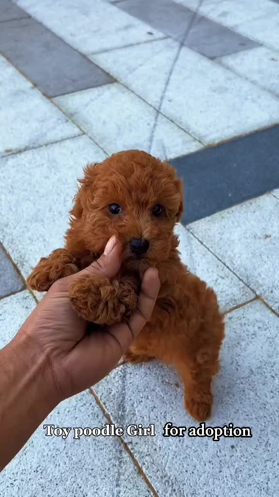 @homeraisedtinypoodles