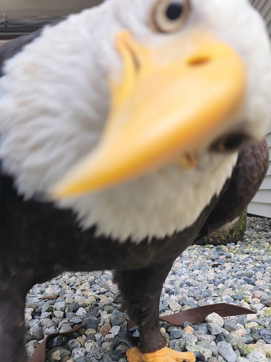 @Raptor Hart