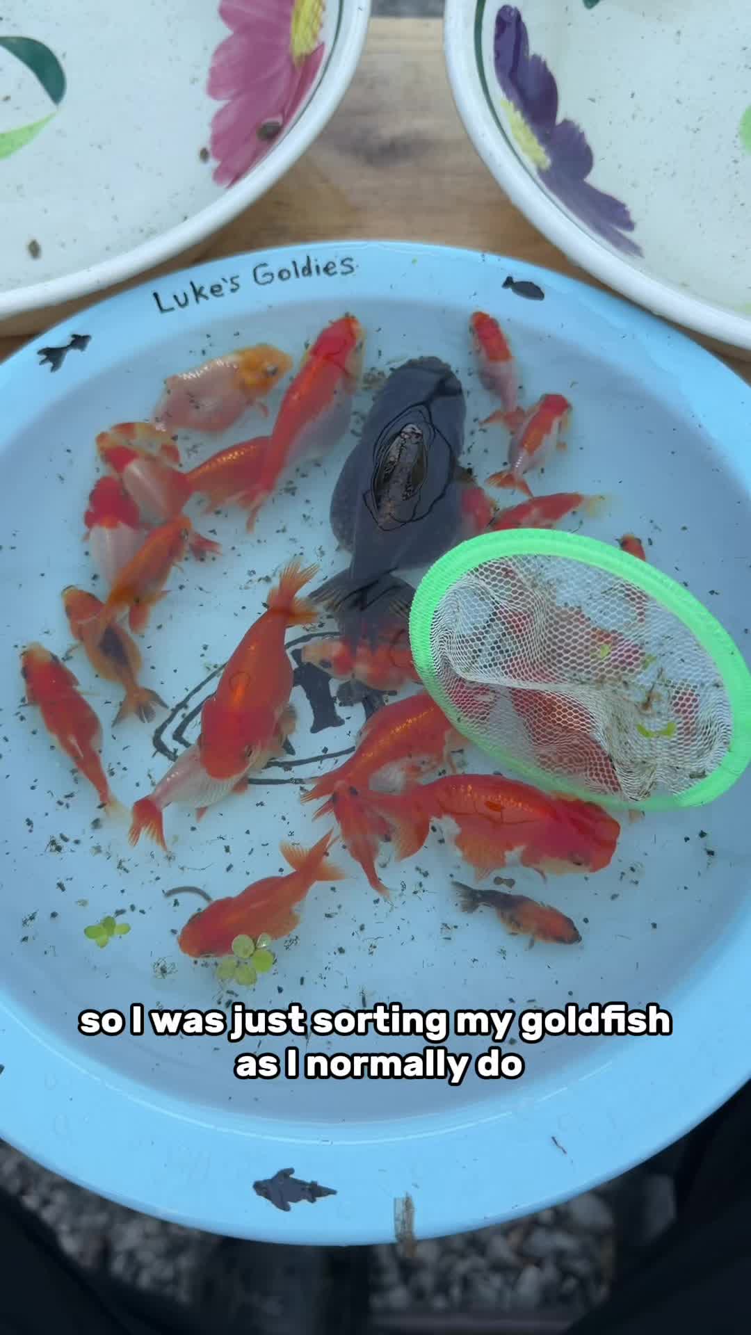 @The Goldfish Guy