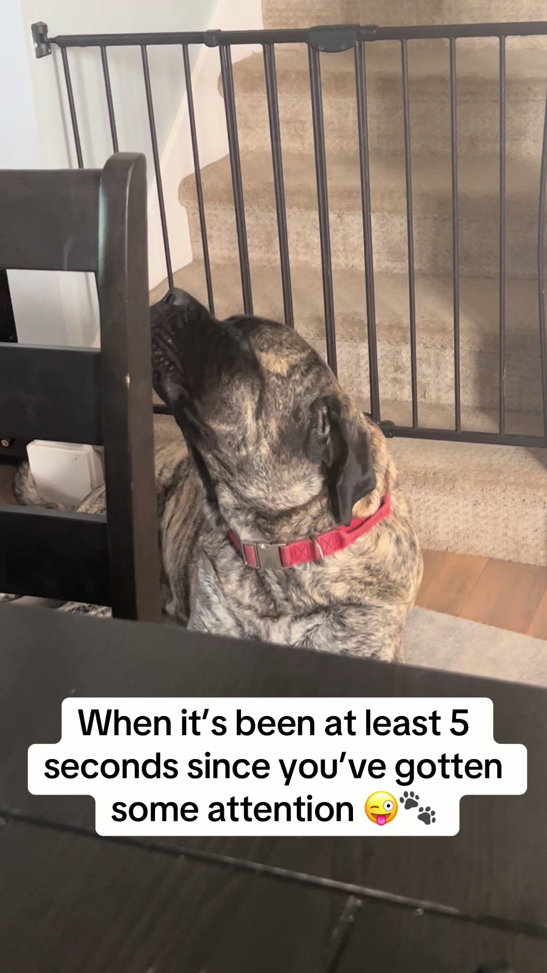 @BrindleBearTheMastiff