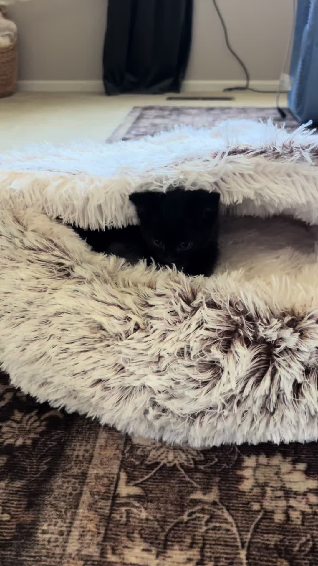 @Kitten.mama