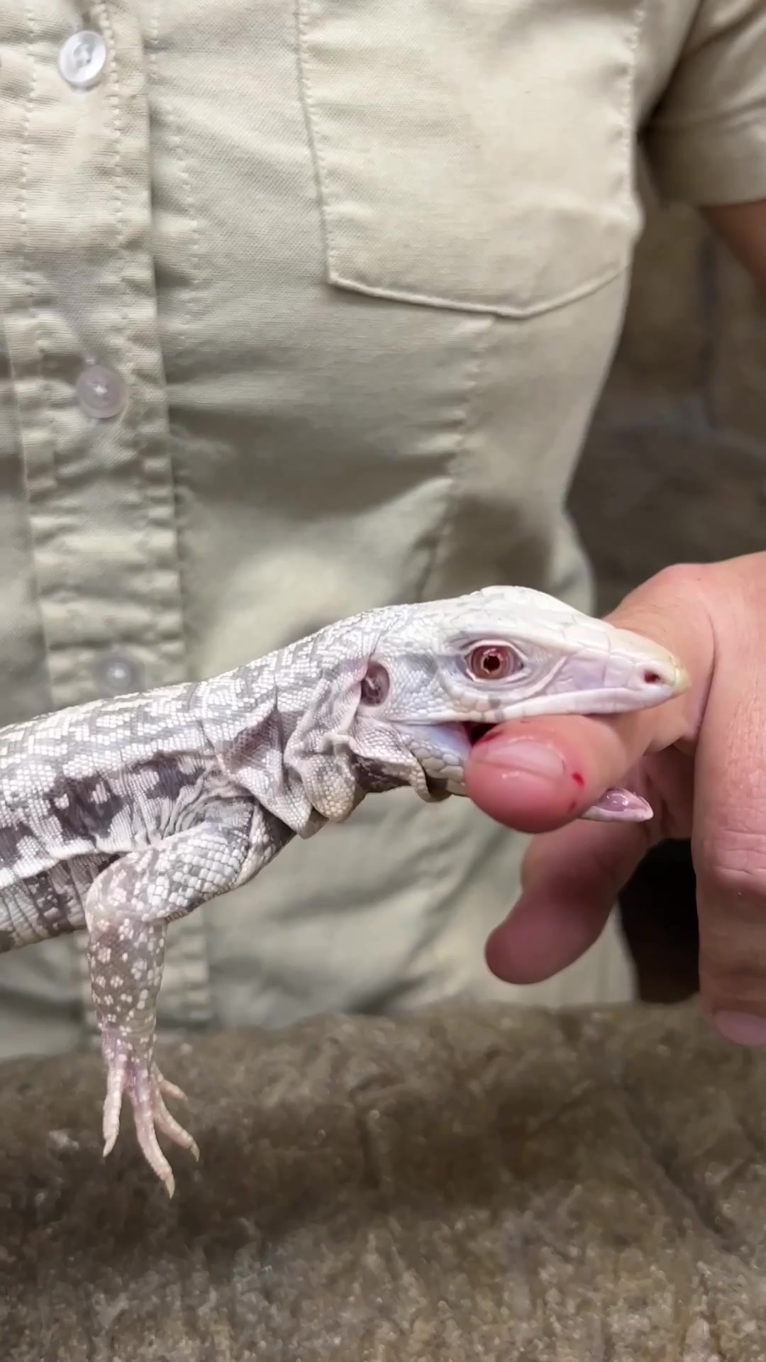 @The Reptile Zoo