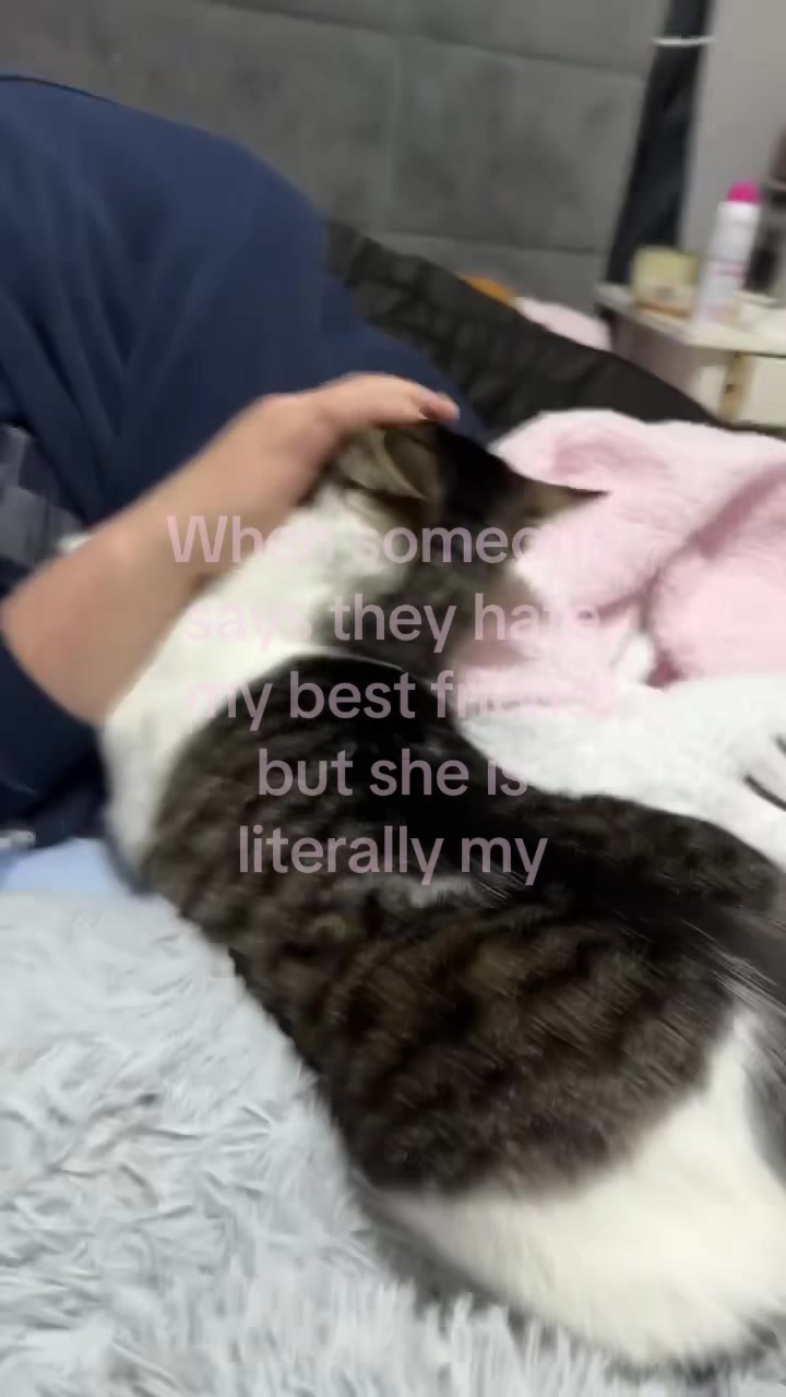 @cat