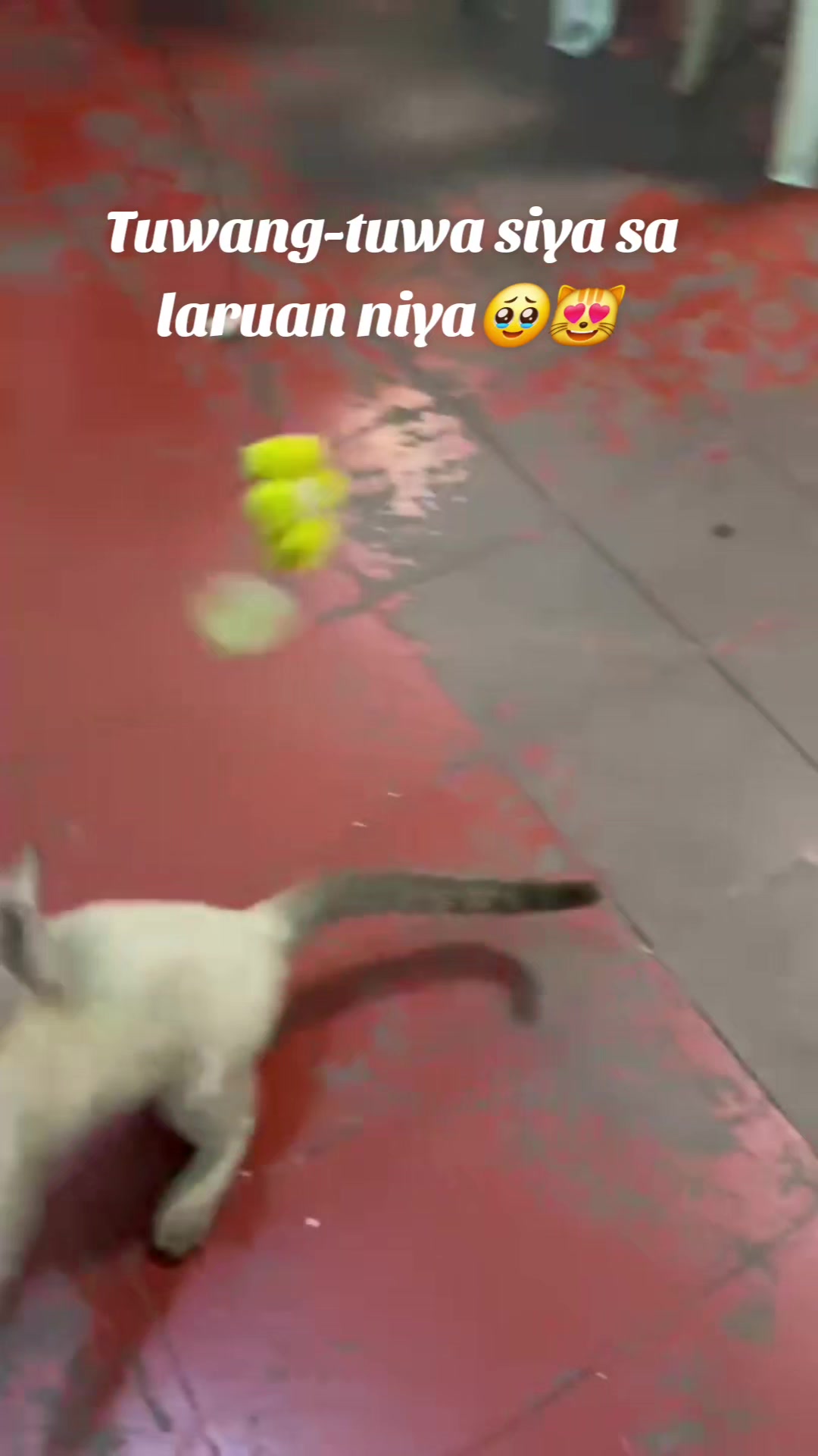 @Napiiii & Sky 🐱⚖️