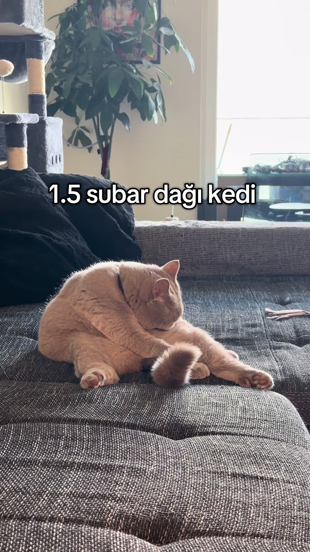 @✨ Simli Cübbe ✨
