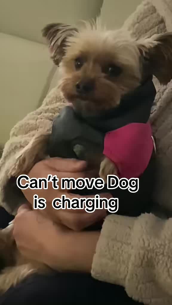 @Tinka the Yorkie