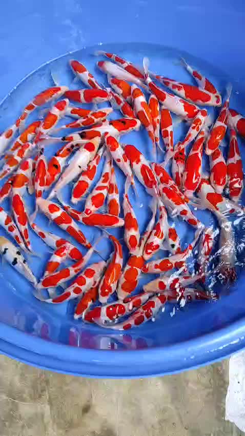 @• BINTANG KOI •