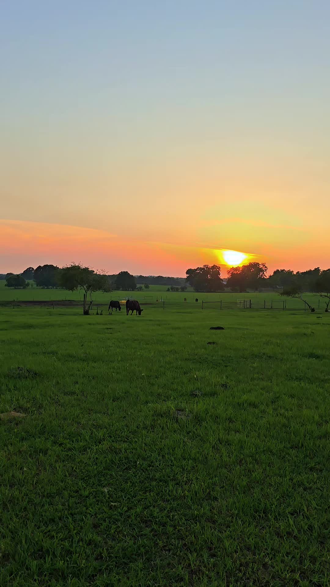 @M.I. CATTLE CO.