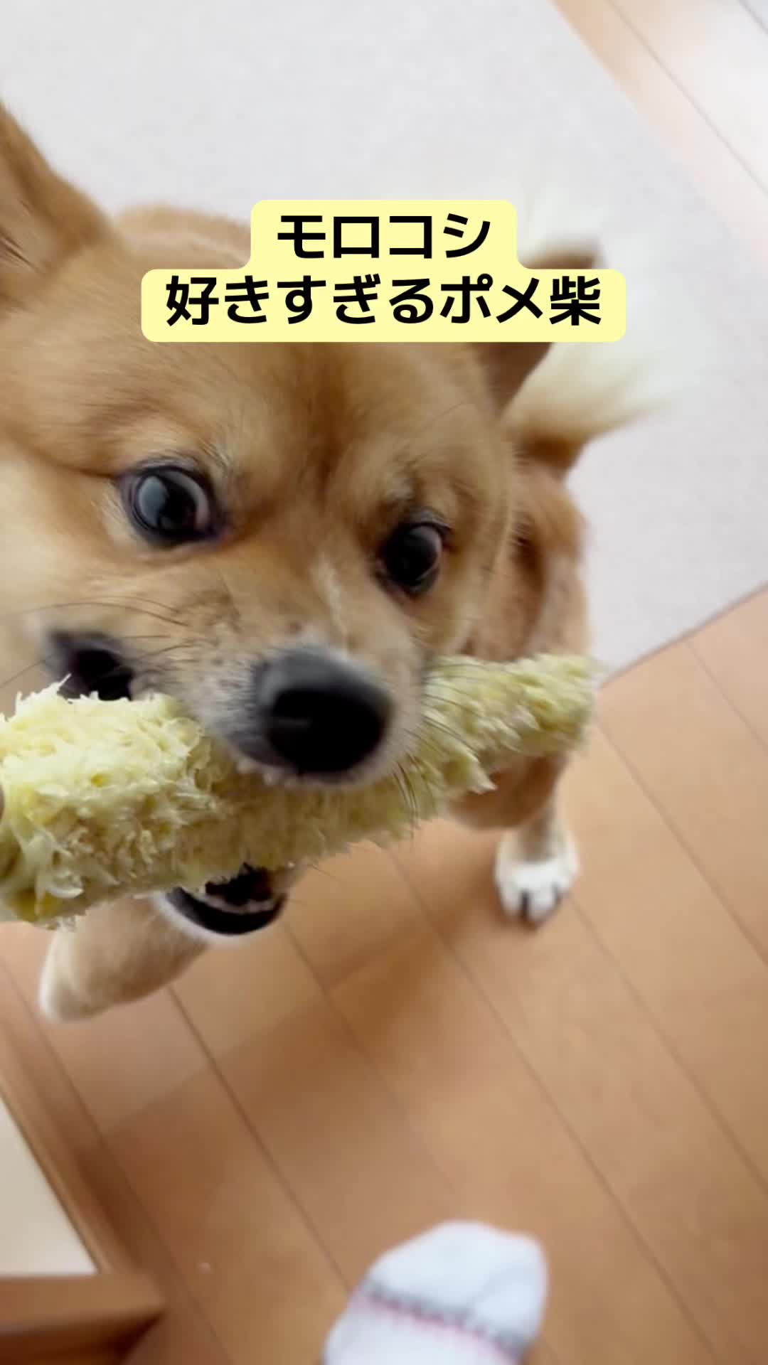 @ポメ柴もなか(もちゃ)୭