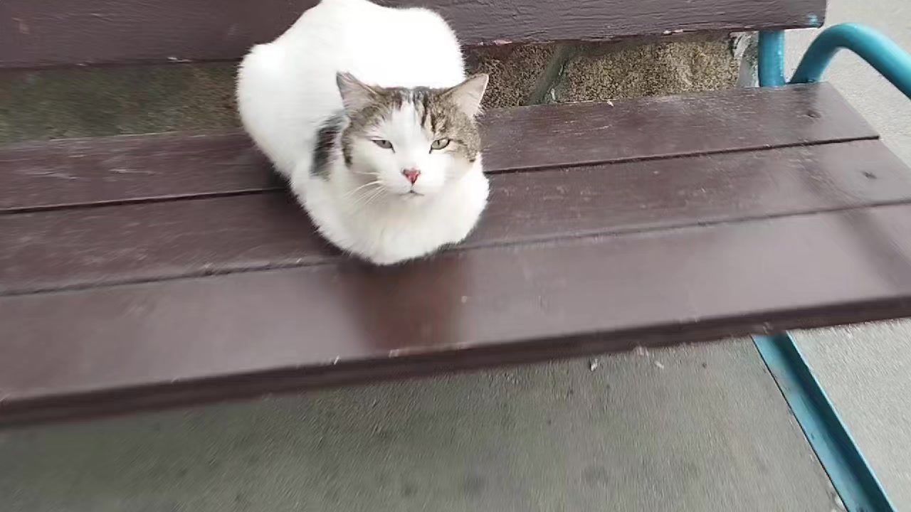 @блогер кича