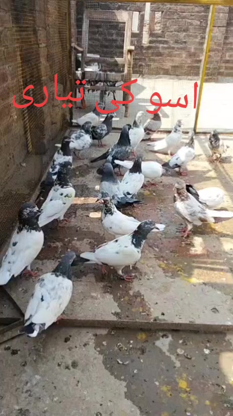 @absar Jani