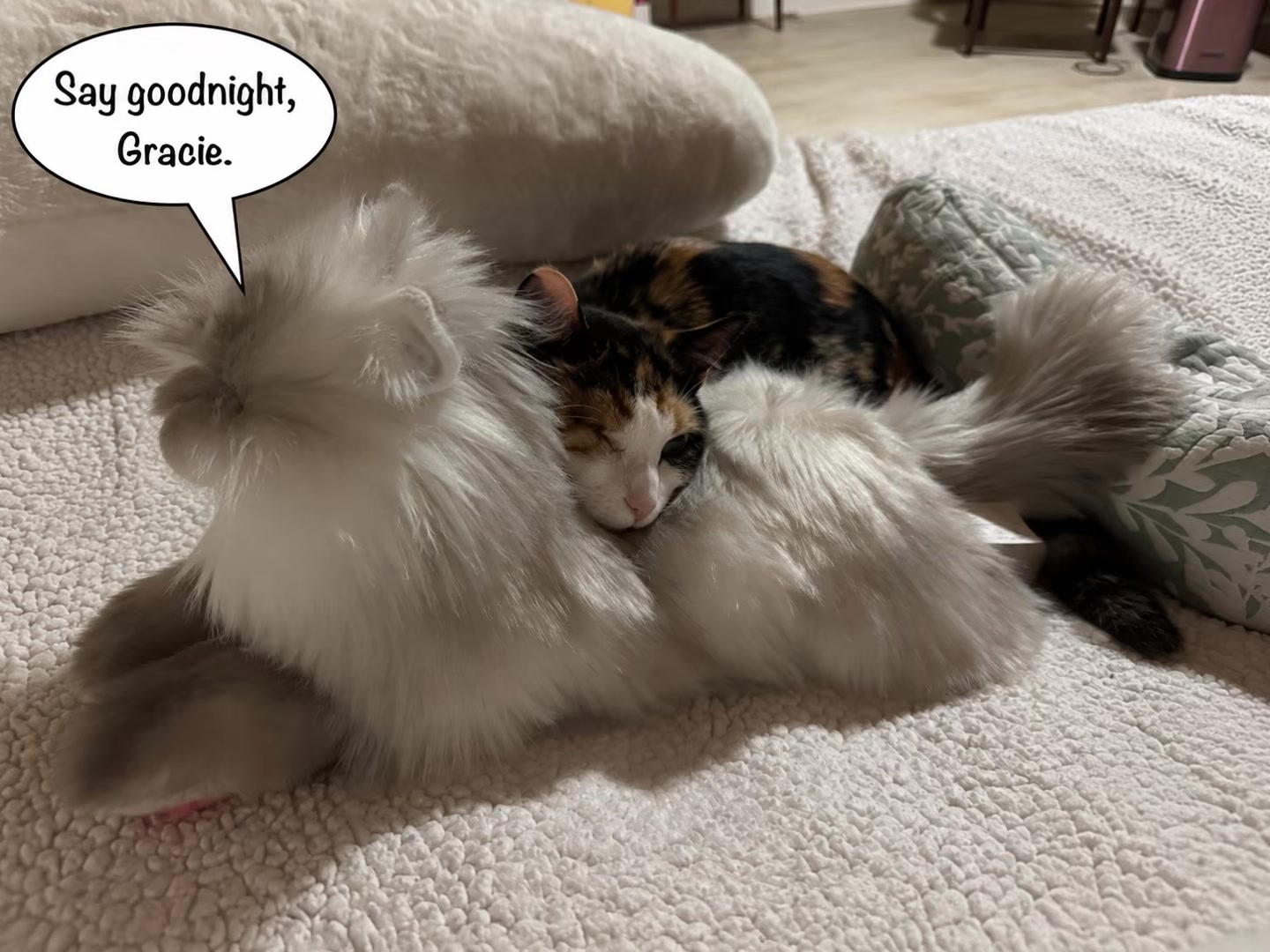 @Gracie’s Circling Paws